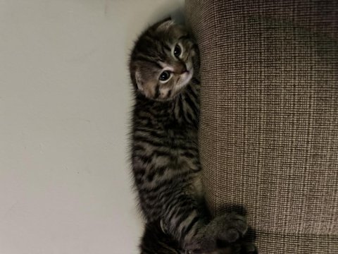 Scottish Fold Ve Straight Yavrular