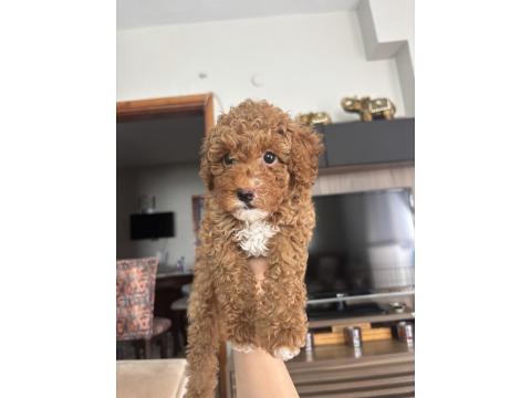 2 Aylık Sevimli Toy Poodle