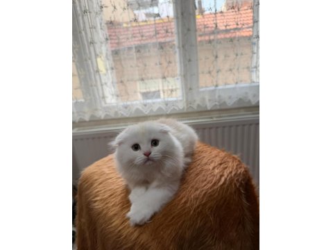 Scottish Fold Longhair Oyuncu Uysal