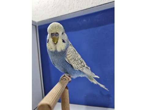 Yeni Yeme Düşen Spungle Jumbo Muhabbet Kuşu Yavrular