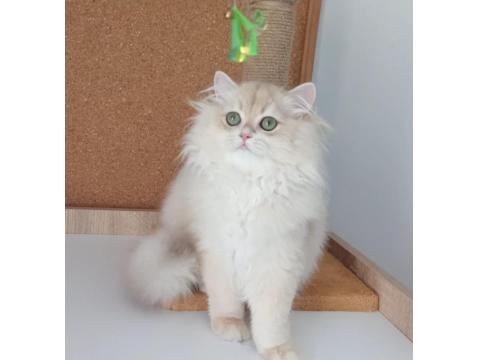 Safkan Pamuk Gibi Mavi Ve Yeşil Gözlü British Longhair Kediler