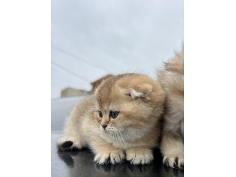 Saf Golden Ny11 & Silver Ns11 Scottish Fold
