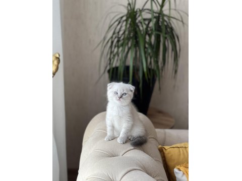 Sıfır Kulak Scottish Fold Güzelliklerim
