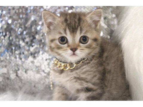 Muhteşem British Shorthair Kediler