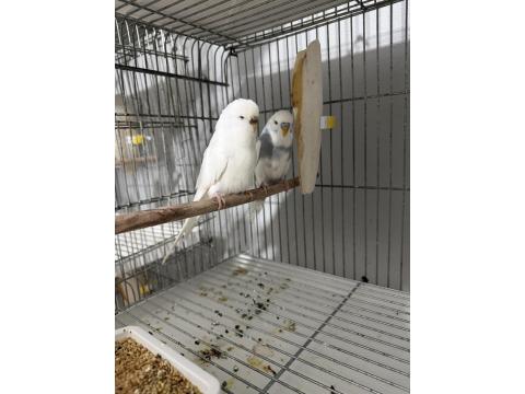 Sağlıklı Muhabbet Kuşlar