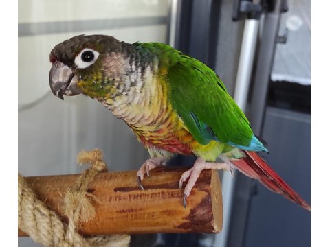 Konur Papağanımız