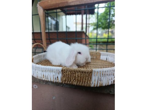 35 40 Günlük Hollanda Teddy Lop Tavşan Yavrular