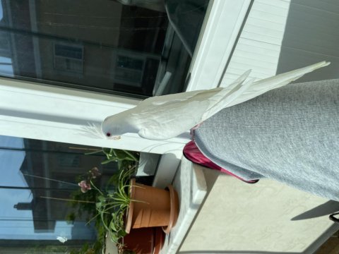 Albino Yavru Sultan Papağanı