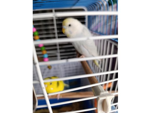 Kuşlar Vakit Ayıramadığımdan Dolayı Sahiplendirilecektir