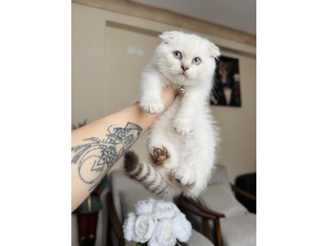 Scottish Fold Silver Point