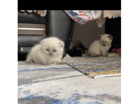 Bluepoint Yavru Kediler 1,5 Aylık