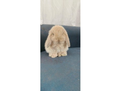 Mini Lop Orjinal Safkan Tavşan