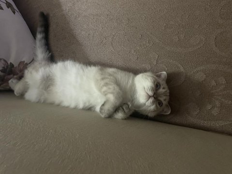 3 Aylık Scottish Fold