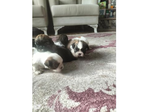 Shih Tzu Dişi Erkek 0 Numara Yavrular