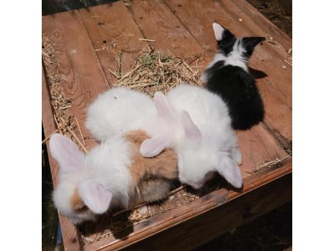 Pamuk Tavşanlar İlanda