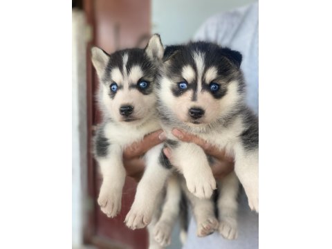 Sibirya Kurdu Yavrularımız