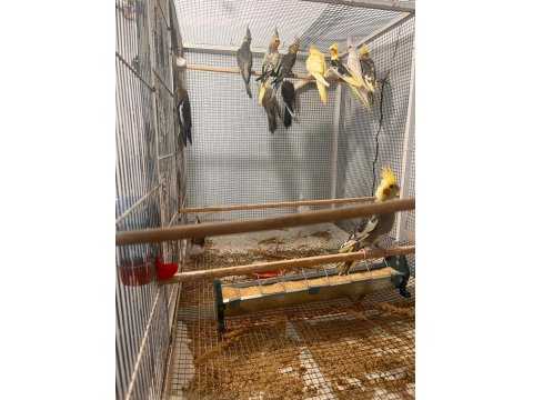 Eylül Ayından Haziran Ayına Kadar Her Türlü Sultan Yavru Mevcuttur