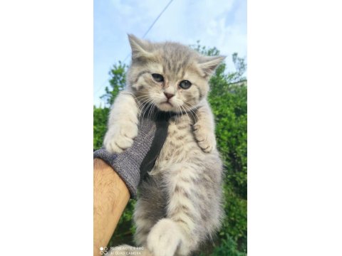 Scottish Fold Bebeklerimiz Teslime Hazırdır