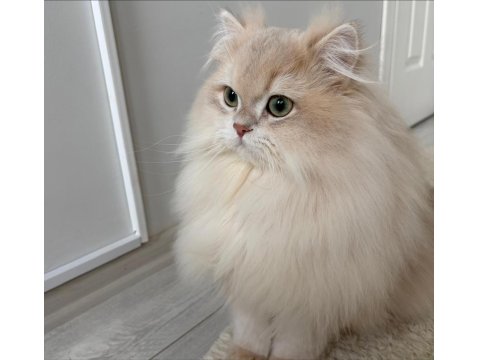 Şecereli Blue Golden Shaded (Ay12) Kedime Eş Arıyoruz