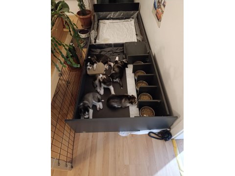 40 Günlük Husky Yavruları