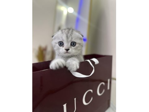 Şeker Gibi Scottish Fold Yavrular
