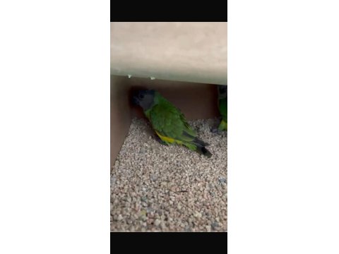 6 Takım Hazır Eş Tutmuş Senegal Papağanı