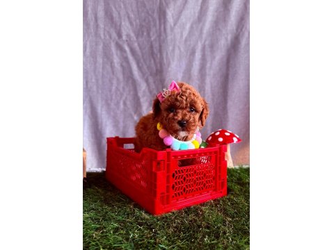Safkan Cins Toy Poodle Yavrular