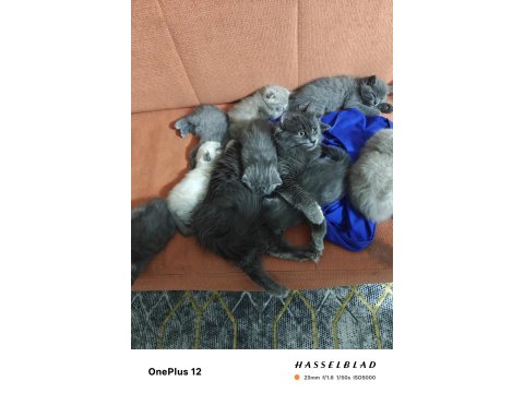 9 Adet Yavru Kediler