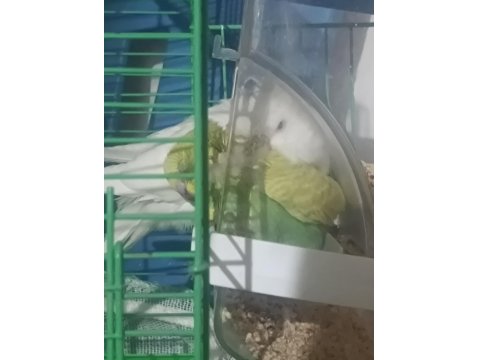 Ev Üretimi Muhabbet Kuşu Tamamen Evcil Takımlarda Var Üreyen