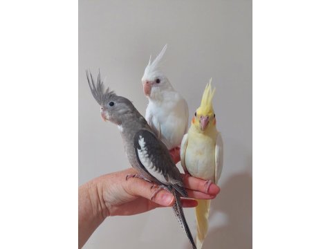 2026 En İyisini İsteyenlere A Kalite Üst Vasıf Yavru Sultan Papağanlar