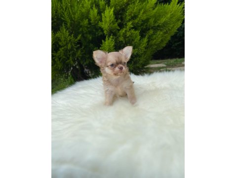 Xs Mini Dişi Erkek Chihuahua Bebeklerimiz