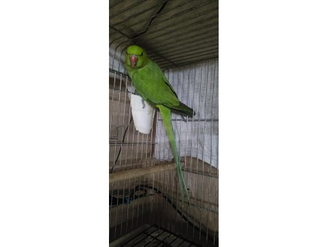 Erkek 16 Aylık Pakistan Papağanı