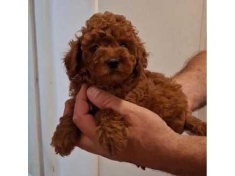 Oyuncak Kahverengi Poodle Bebekler