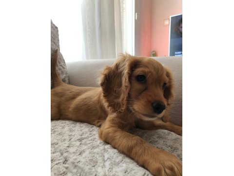 Sağlıklı Cocker Yavrular