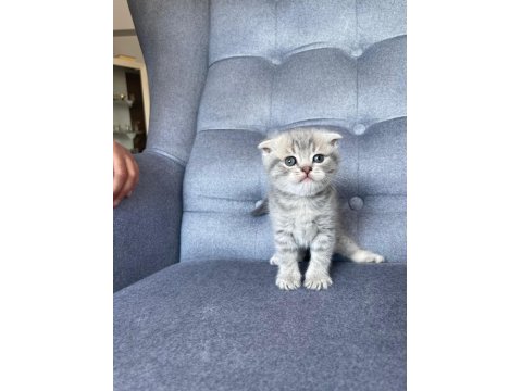 Gri Scottish Fold Yavru