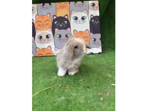 Hollanda Teddy Lop Tavşanlar