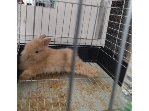 Yavru Hollanda Cüce Tavşanı