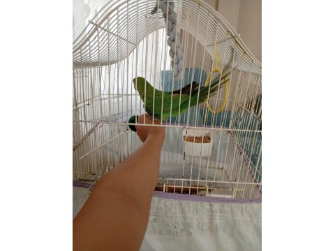 6-7 Aylık Isırma Bağırma Bilmez Pakistan