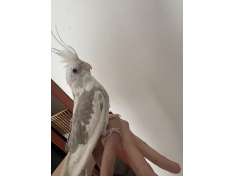 Konuşan 5 Aylık Sultan Papağanı