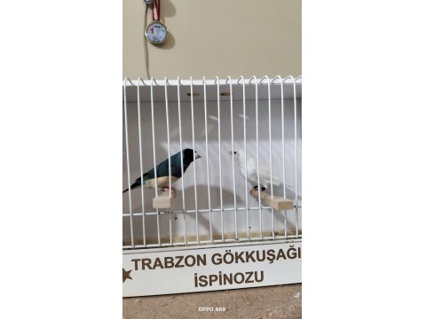 Gökkuşağı İspinozu (Gouldian Finch)