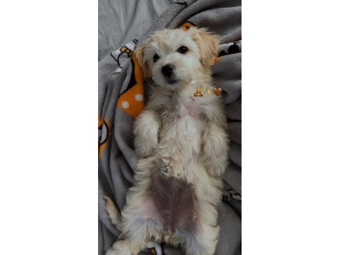 Maltese Terrier Yavru