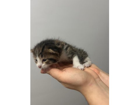 Çok Acil 3 Adet Yavru Tekir 1 Kız Ve 2 Erkek