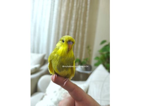 Ele Gelen Akıllı Uysal Muhabbet Kuşları