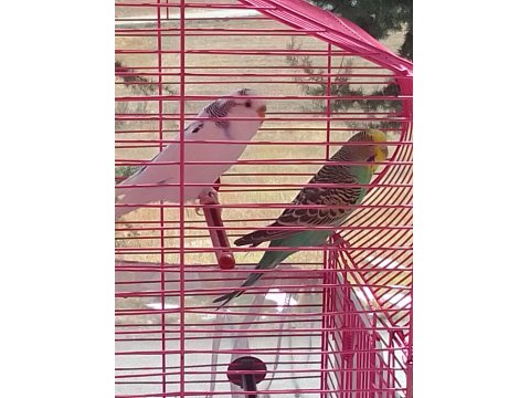 Bir Çift Muhabbet Kuşumuz