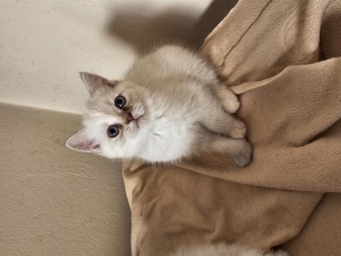 Akılı Aktif Bebek Kediler
