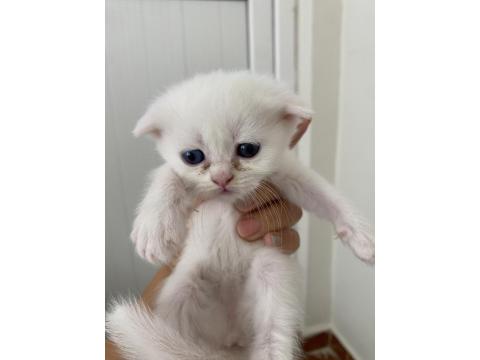 Yavru Lokum Gibi Kediler