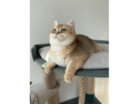 Pet Şecereli Safkan British Shorthair Bebekler