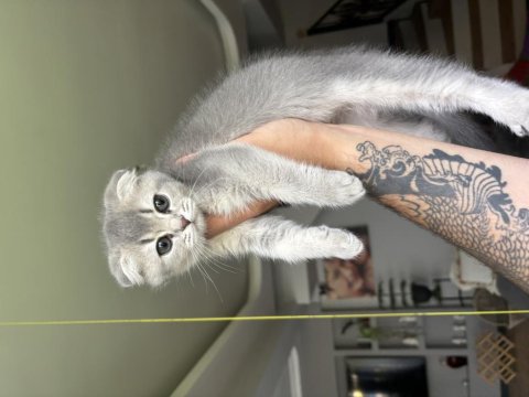 2 Aylık Eğitimli Minik Scottish Kedimiz