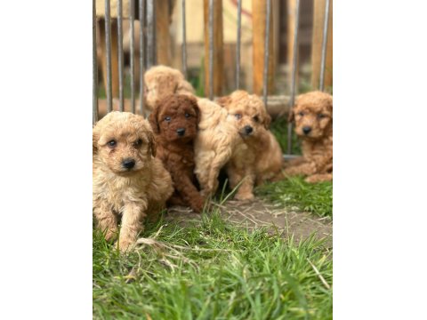 Uygun Fiyatlı Ev Hayvanları Üretim Yerinden Yasal Ve Kayıtlı Köpekler