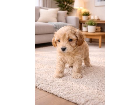 Harika Maltipoo Minikler